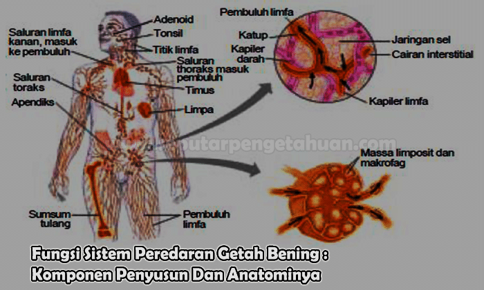 Detail Pengertian Sel Darah Merah Gambar Limfa Dan Sistem Limfa Nomer 15