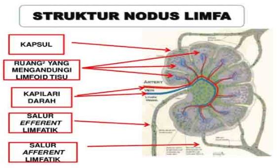 Detail Pengertian Sel Darah Merah Gambar Limfa Dan Sistem Limfa Nomer 33