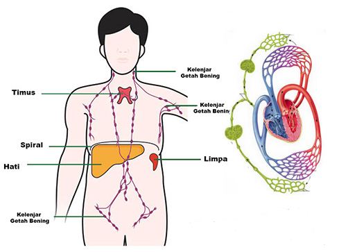 Detail Pengertian Sel Darah Merah Gambar Limfa Dan Sistem Limfa Nomer 5