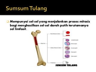 Detail Pengertian Sel Darah Merah Gambar Limfa Dan Sistem Limfa Nomer 39