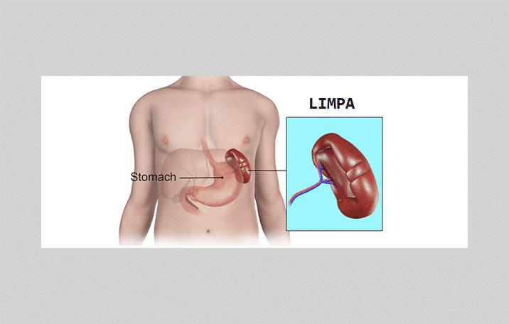 Detail Pengertian Sel Darah Merah Gambar Limfa Dan Sistem Limfa Nomer 41