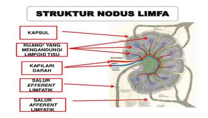 Detail Pengertian Sel Darah Merah Gambar Limfa Dan Sistem Limfa Nomer 46