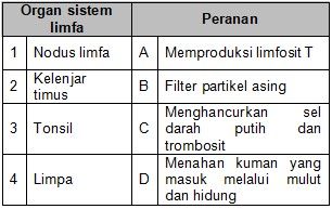 Detail Pengertian Sel Darah Merah Gambar Limfa Dan Sistem Limfa Nomer 51