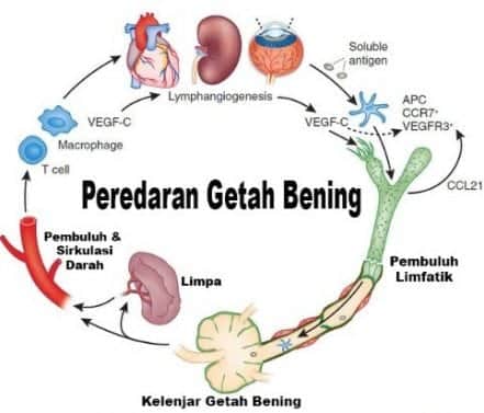 Detail Pengertian Sel Darah Merah Gambar Limfa Dan Sistem Limfa Nomer 8