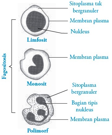 Detail Pengertian Sel Darah Merah Gambar Organ Tubuh Manusia Nomer 42