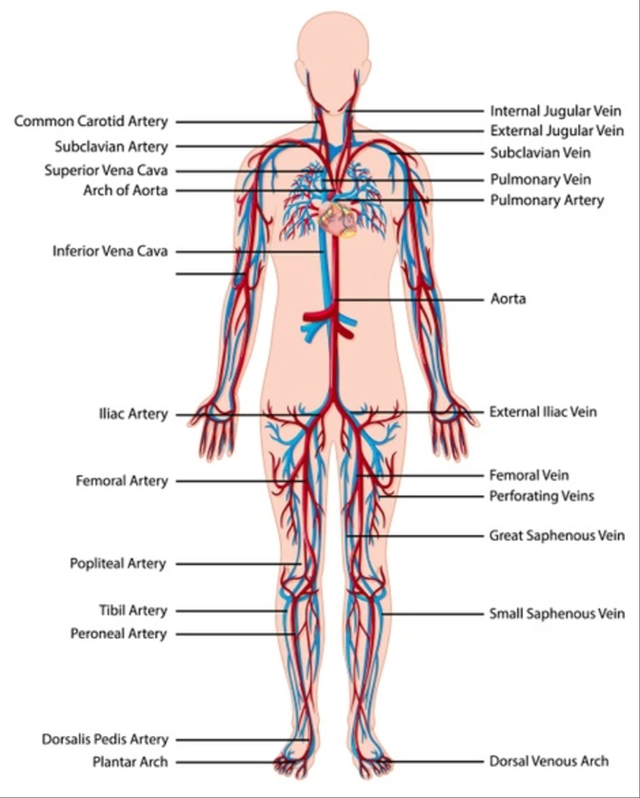 Detail Pengertian Sel Darah Merah Gambar Organ Tubuh Manusia Nomer 46