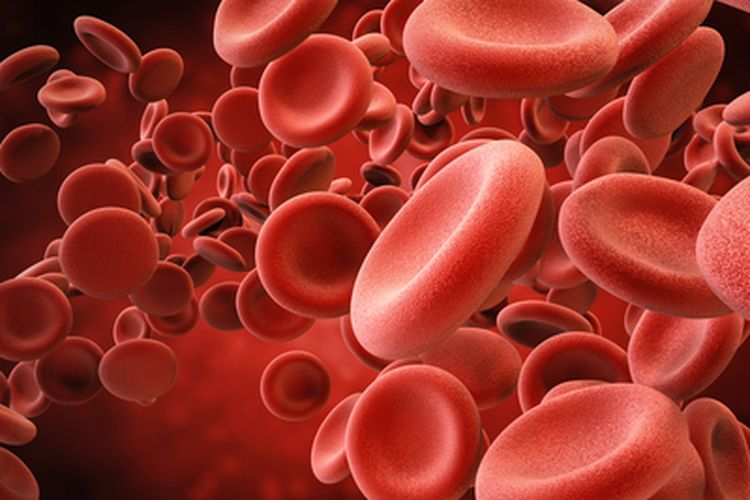Detail Pengertian Sel Darah Merah Gambar Sistem Rangka Manusia Nomer 10