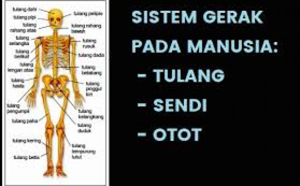 Detail Pengertian Sel Darah Merah Gambar Sistem Rangka Manusia Nomer 18