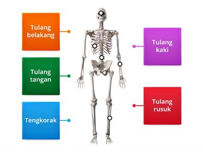 Detail Pengertian Sel Darah Merah Gambar Sistem Rangka Manusia Nomer 37