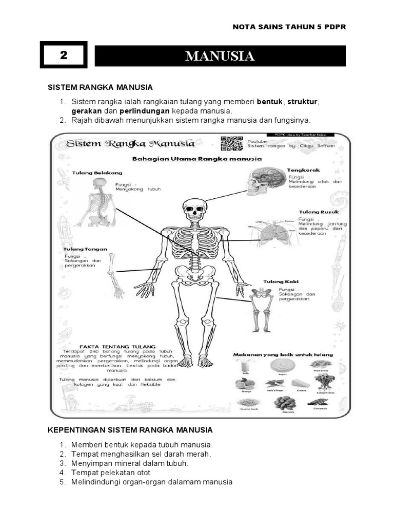 Detail Pengertian Sel Darah Merah Gambar Sistem Rangka Manusia Nomer 38