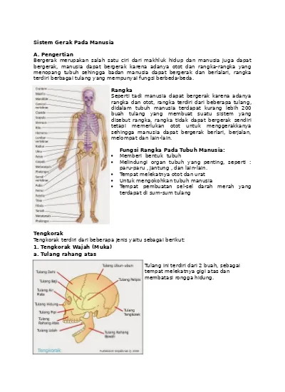 Detail Pengertian Sel Darah Merah Gambar Sistem Rangka Manusia Nomer 40