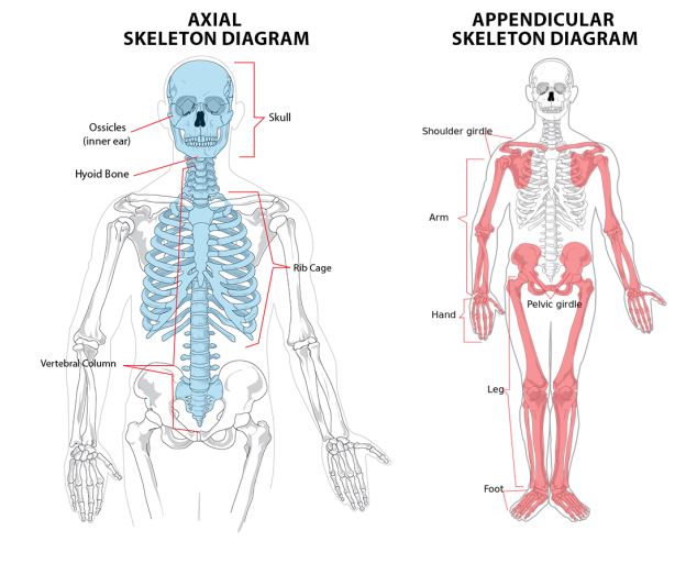 Detail Pengertian Sel Darah Merah Gambar Sistem Rangka Manusia Nomer 5