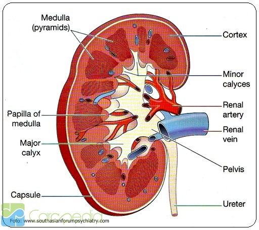 Detail Penjelasan Dan Gambar Ginjal Nomer 14