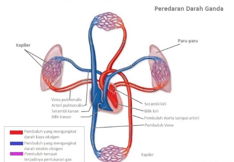 Detail Peredaran Darah Beserta Gambar Nomer 50