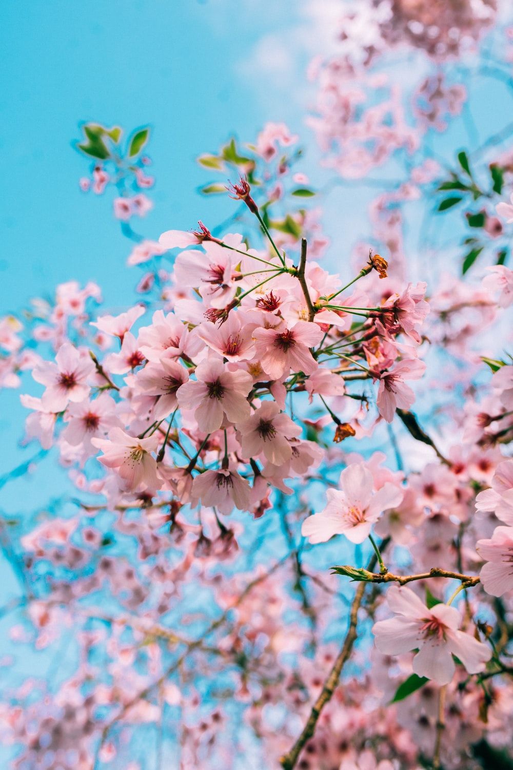 Detail Perfect Cherry Blossom Download Nomer 16