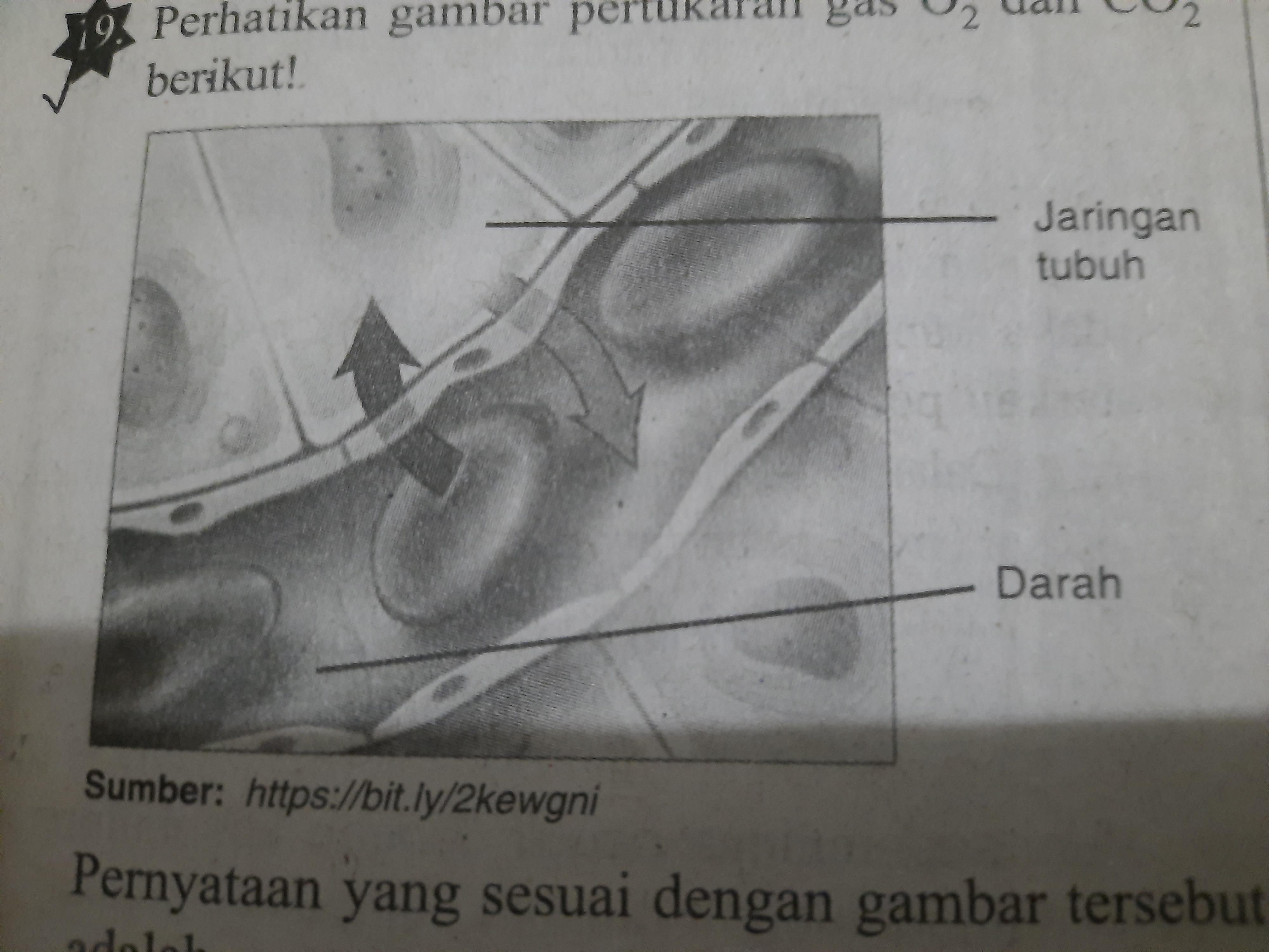 Detail Perhatikan Gambar Berikut Ipa Nomer 13