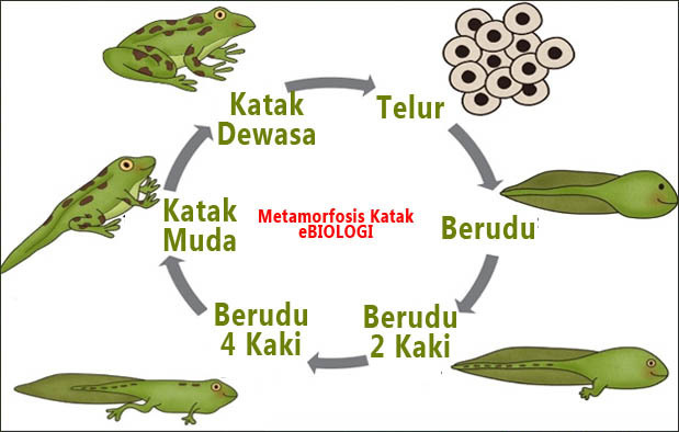 Detail Perhatikan Gambar Daur Hidup Katak Berikut Nomer 12