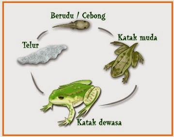 Detail Perhatikan Gambar Daur Hidup Katak Berikut Nomer 13