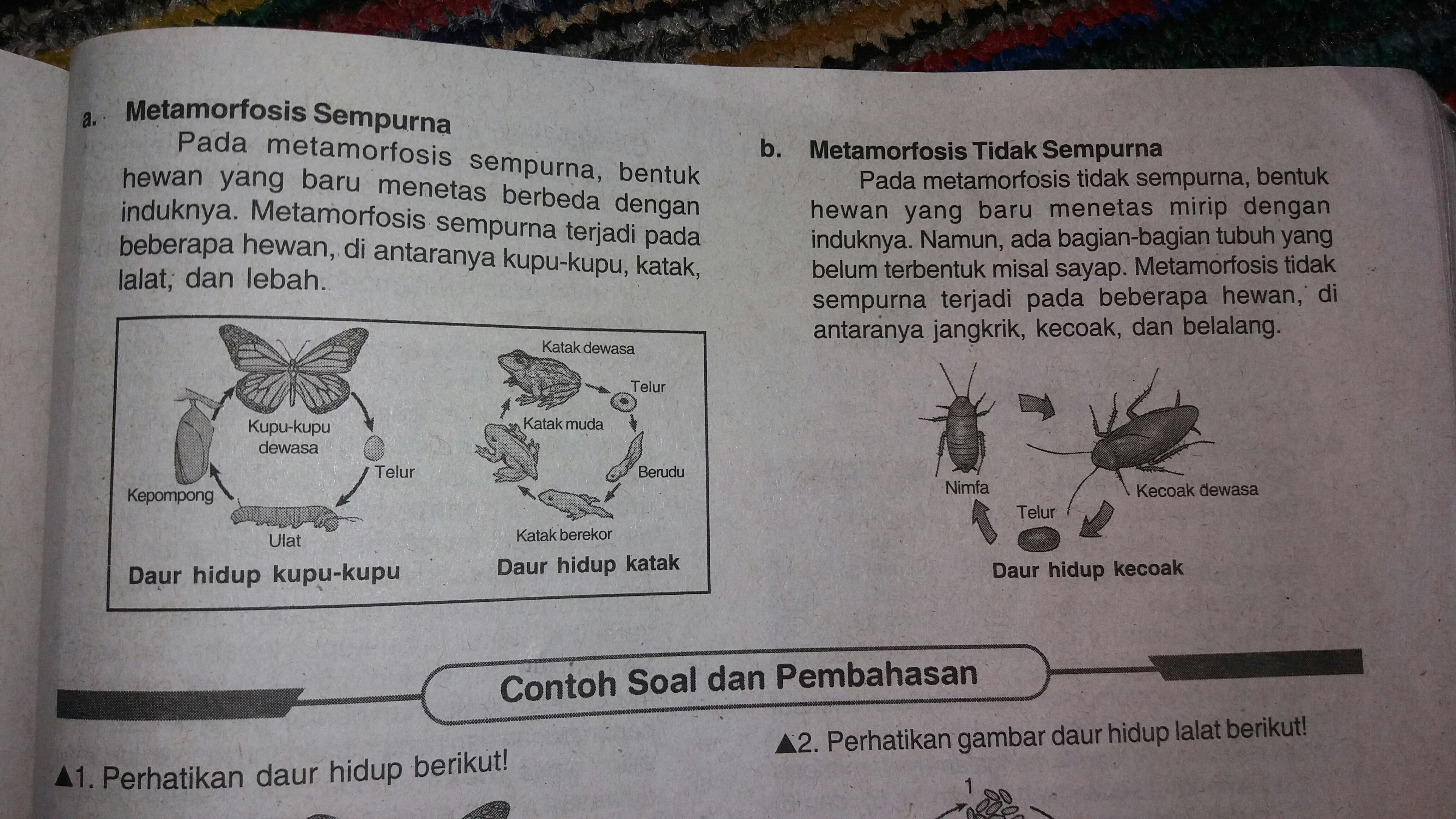 Detail Perhatikan Gambar Daur Hidup Katak Berikut Nomer 24