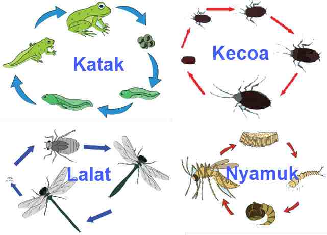 Detail Perhatikan Gambar Daur Hidup Katak Berikut Nomer 26