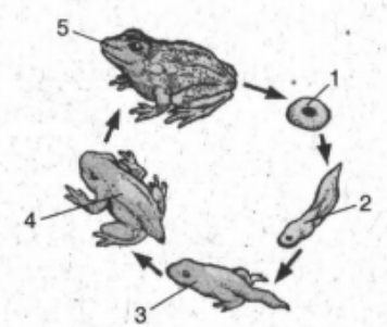 Detail Perhatikan Gambar Daur Hidup Katak Berikut Nomer 27