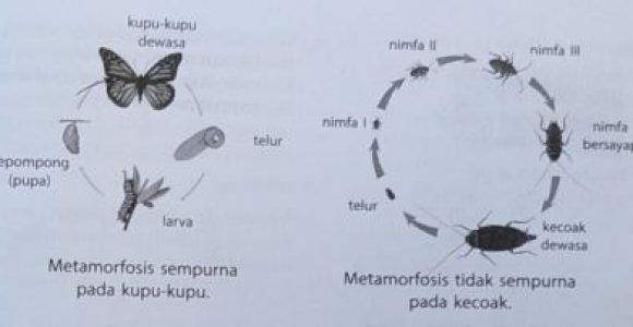 Detail Perhatikan Gambar Daur Hidup Katak Berikut Nomer 38