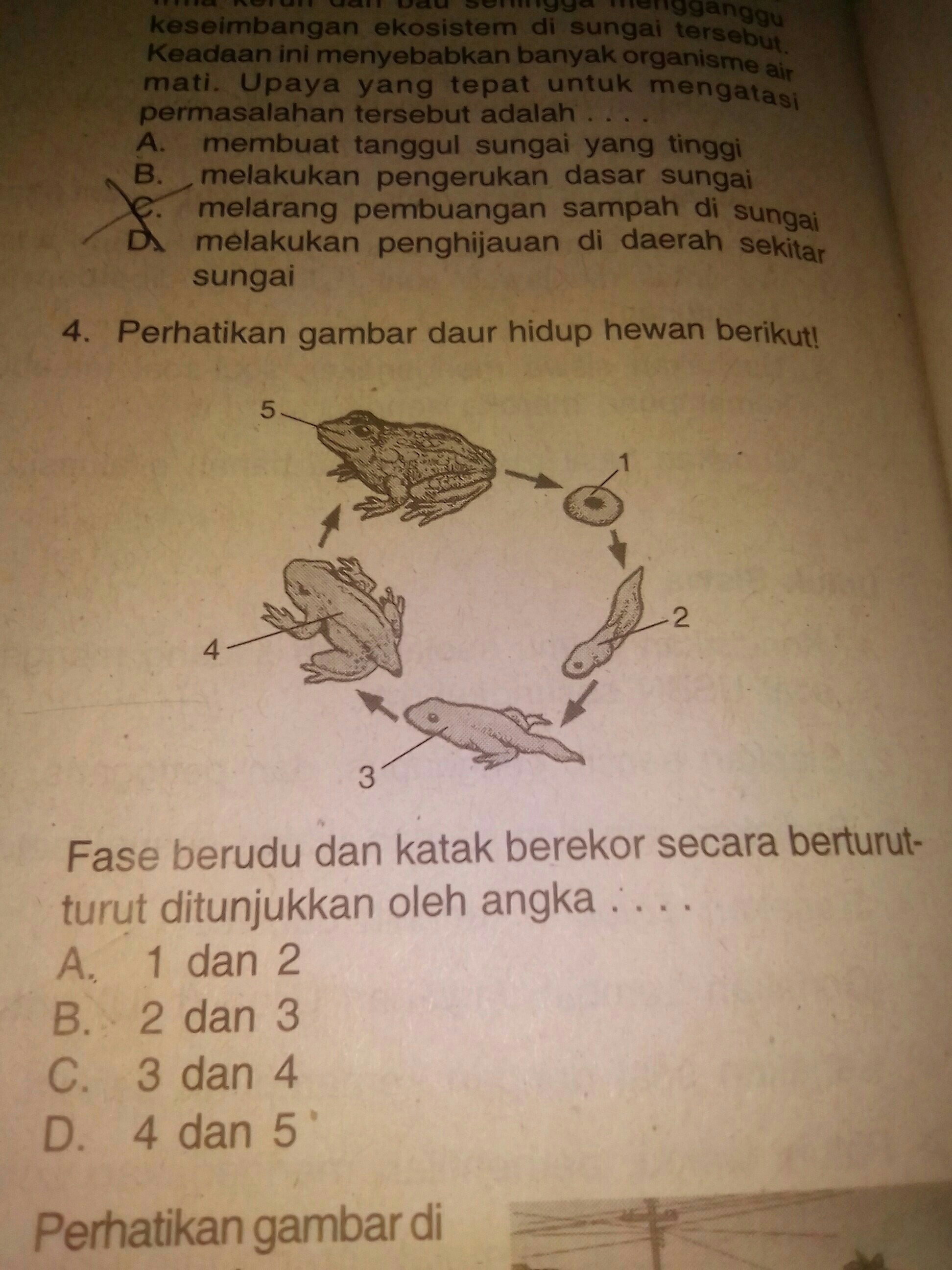 Detail Perhatikan Gambar Daur Hidup Katak Berikut Nomer 47