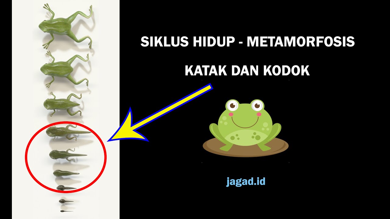 Detail Perhatikan Gambar Daur Hidup Katak Berikut Nomer 49