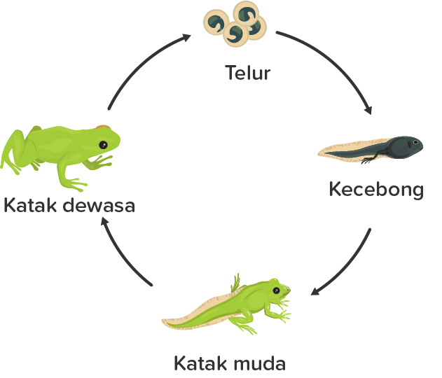 Detail Perhatikan Gambar Daur Hidup Katak Berikut Nomer 50