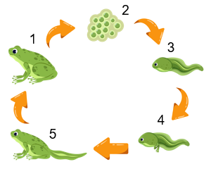 Detail Perhatikan Gambar Daur Hidup Katak Berikut Nomer 7