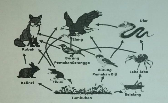 Detail Perhatikan Gambar Jaring Jaring Makanan Berikut Nomer 12