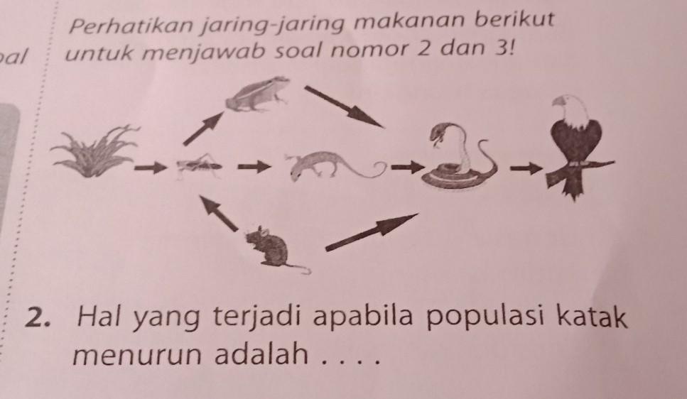 Detail Perhatikan Gambar Jaring Jaring Makanan Berikut Nomer 21