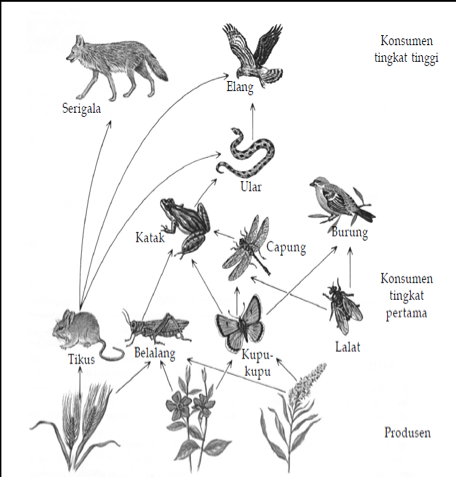Detail Perhatikan Gambar Jaring Jaring Makanan Berikut Nomer 22