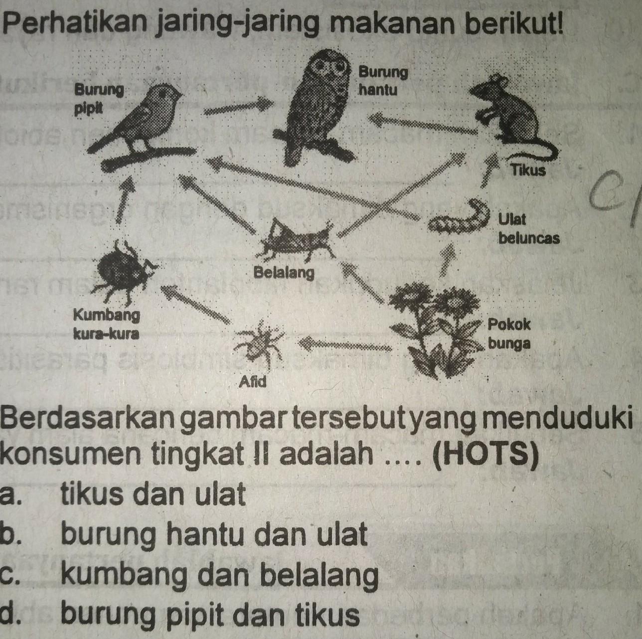 Detail Perhatikan Gambar Jaring Jaring Makanan Berikut Nomer 24