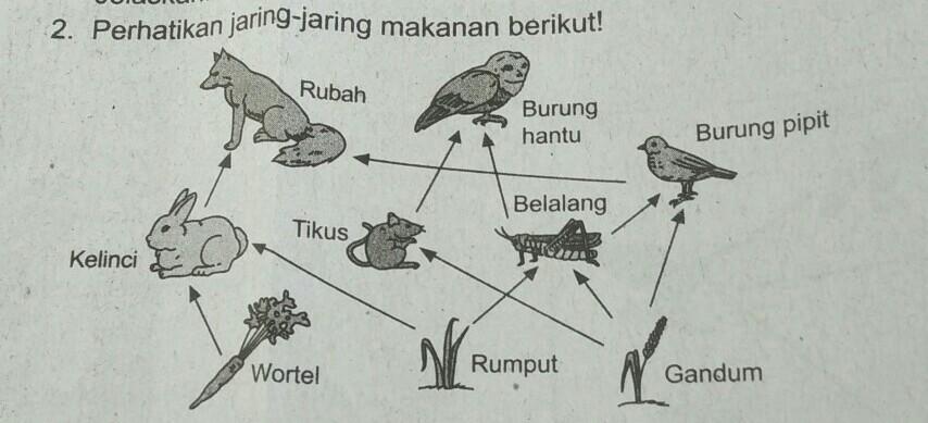 Detail Perhatikan Gambar Jaring Jaring Makanan Berikut Nomer 27