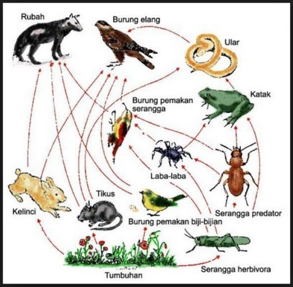 Detail Perhatikan Gambar Jaring Jaring Makanan Berikut Nomer 37