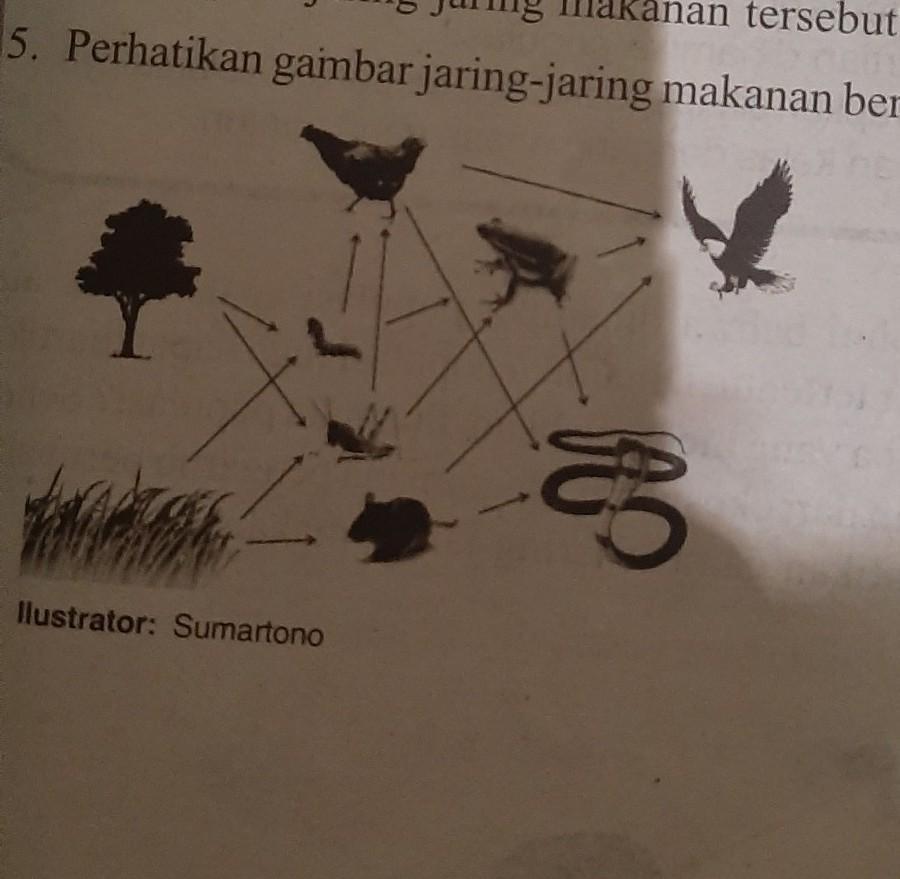 Detail Perhatikan Gambar Jaring Jaring Makanan Berikut Nomer 5