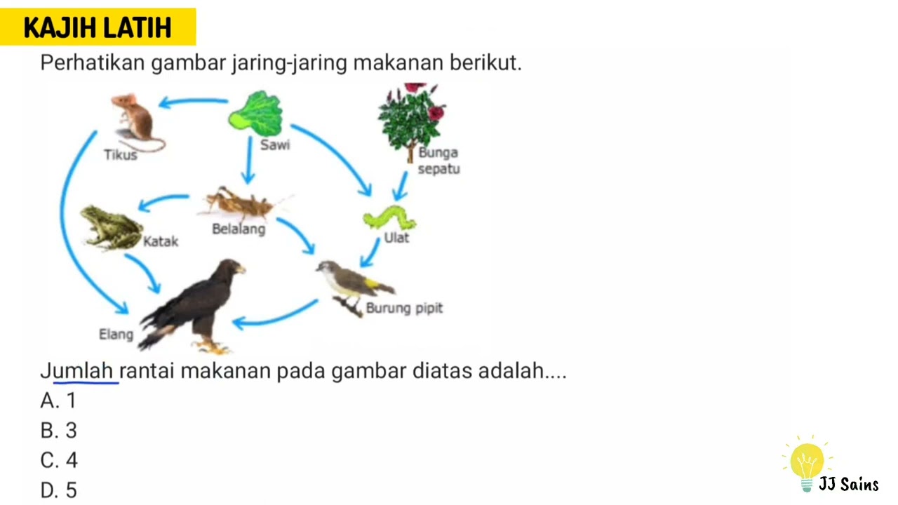 Detail Perhatikan Gambar Jaring Jaring Makanan Berikut Nomer 40