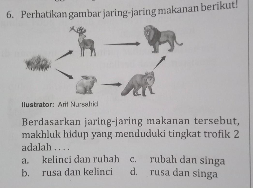 Detail Perhatikan Gambar Jaring Jaring Makanan Berikut Nomer 49