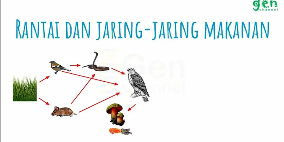 Detail Perhatikan Gambar Jaring Jaring Makanan Berikut Nomer 55