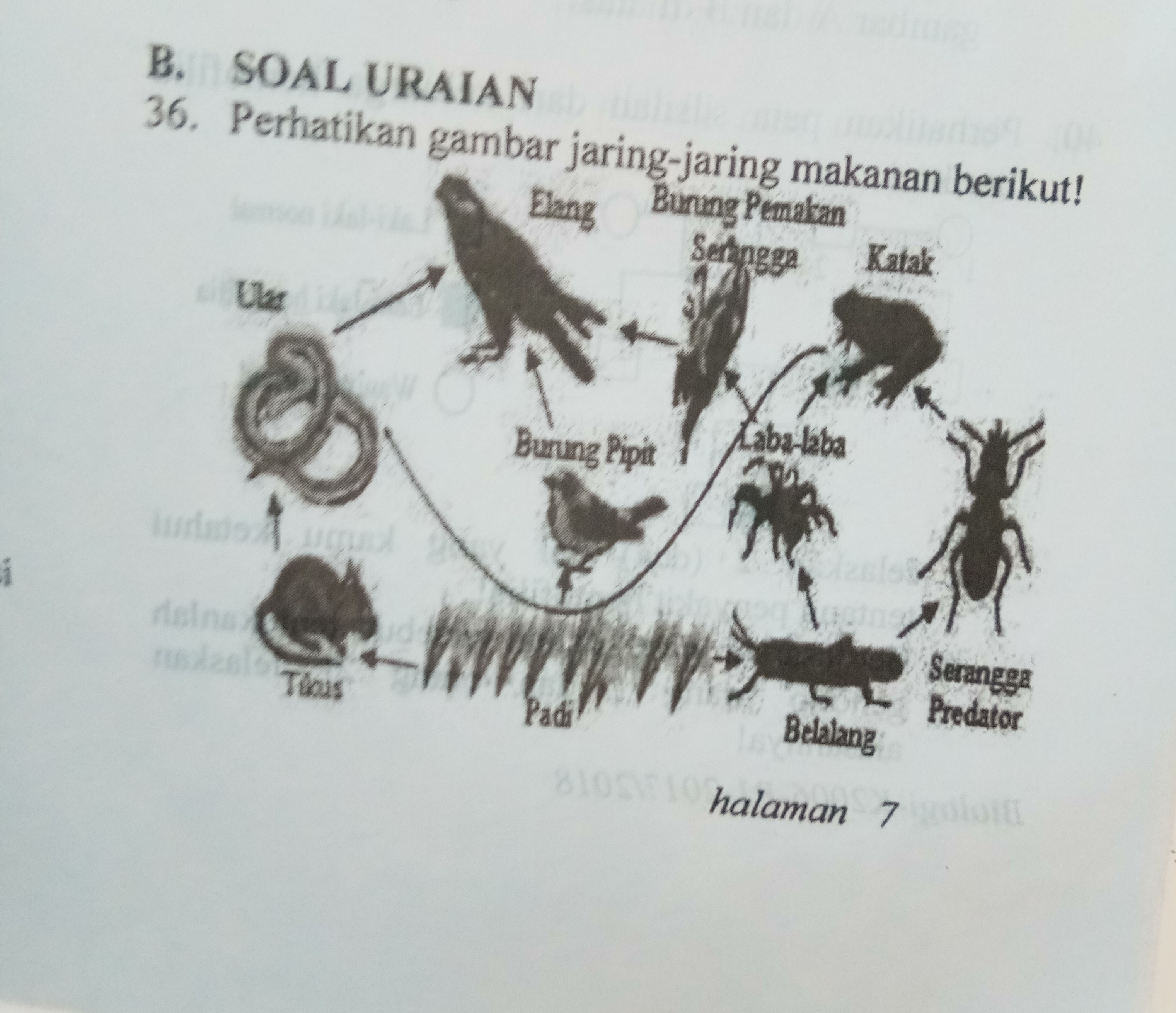 Detail Perhatikan Gambar Jaring Jaring Makanan Berikut Nomer 8