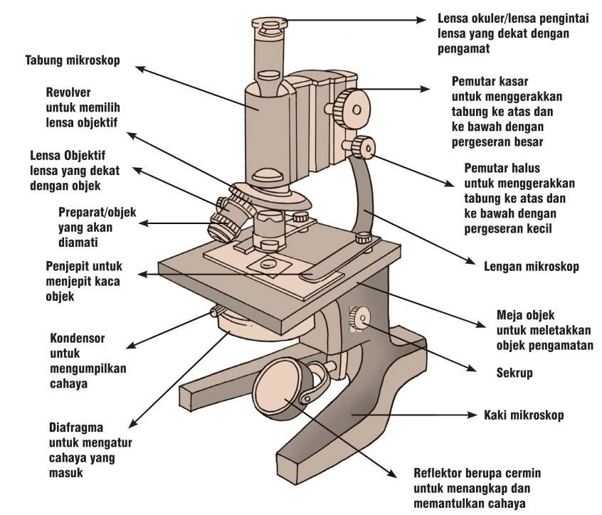 Detail Perhatikan Gambar Mikroskop Berikut Nomer 25
