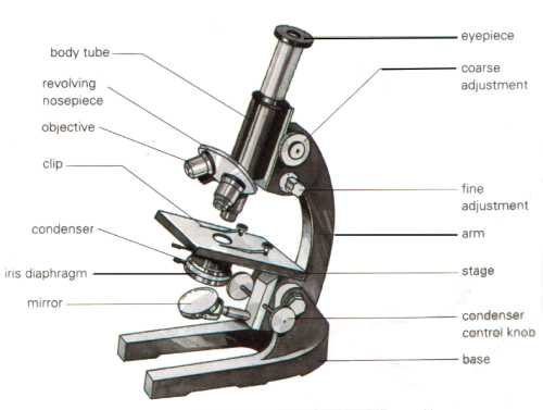 Detail Perhatikan Gambar Mikroskop Berikut Nomer 4