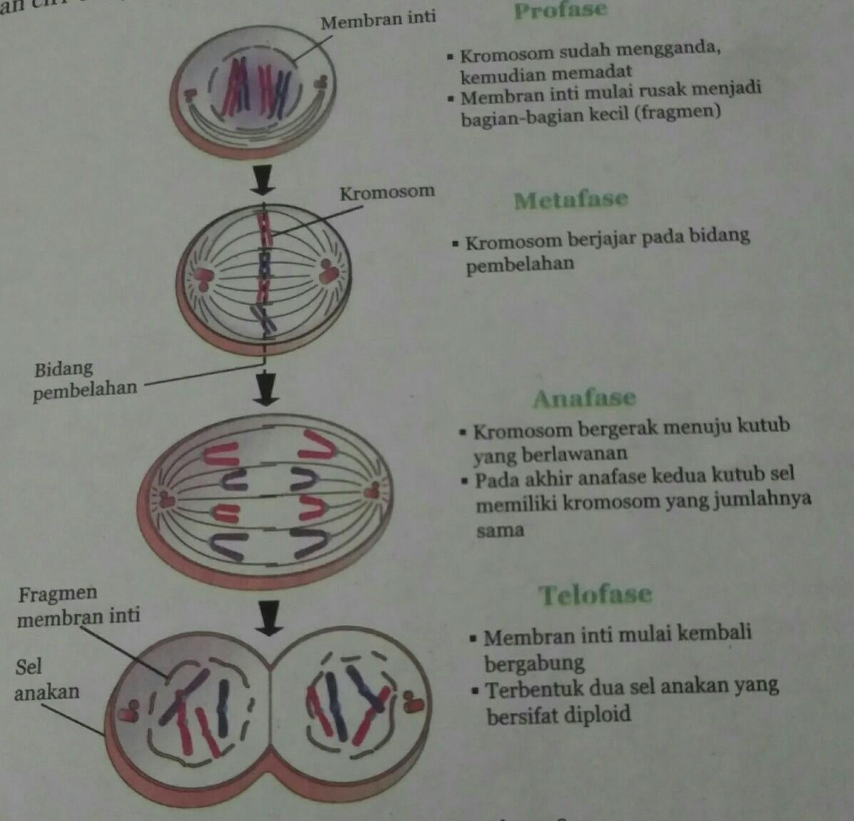 Perhatikan Gambar Pembelahan Sel Berikut - KibrisPDR