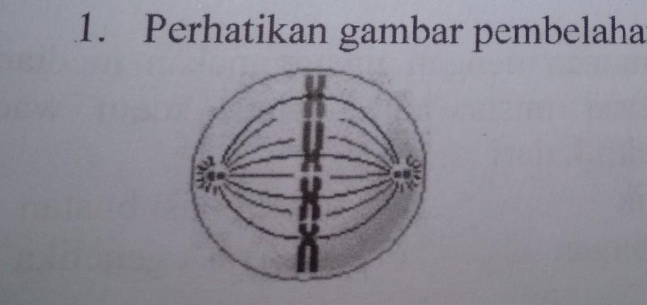 Detail Perhatikan Gambar Pembelahan Sel Berikut Nomer 3