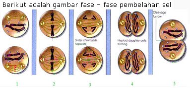 Detail Perhatikan Gambar Pembelahan Sel Berikut Nomer 27