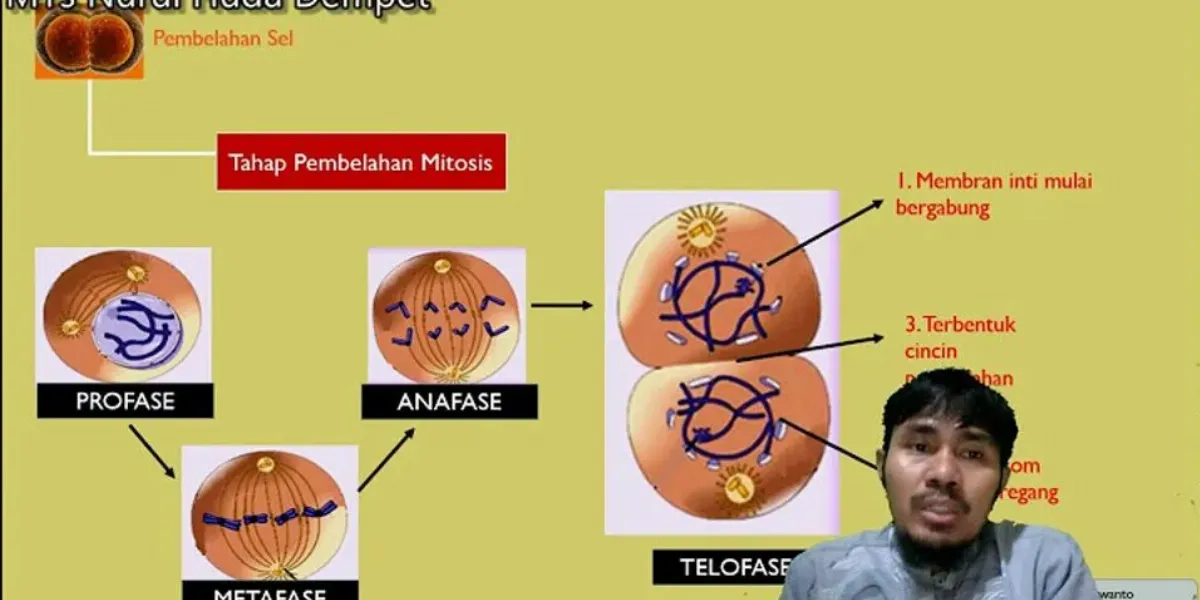 Detail Perhatikan Gambar Pembelahan Sel Berikut Nomer 30