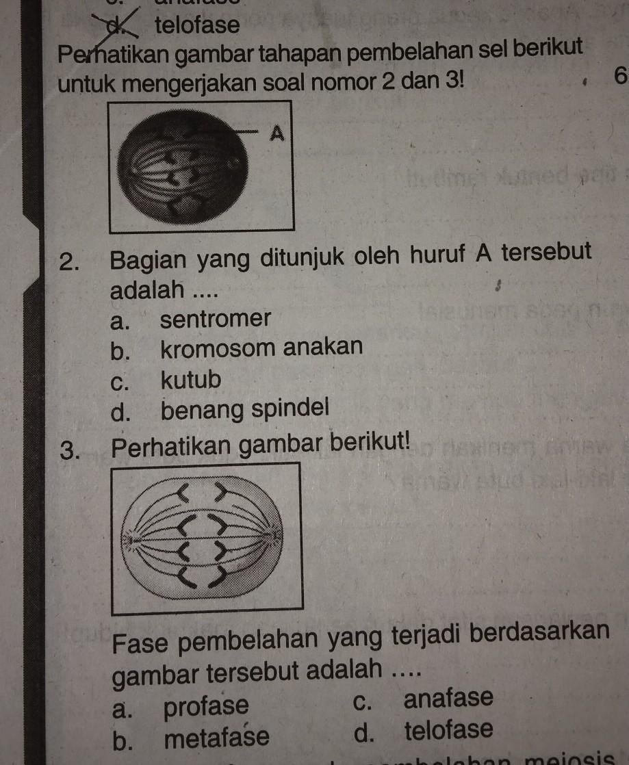 Detail Perhatikan Gambar Pembelahan Sel Berikut Nomer 34