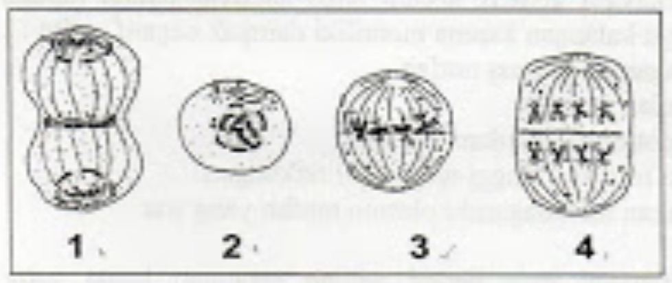 Detail Perhatikan Gambar Pembelahan Sel Berikut Nomer 9