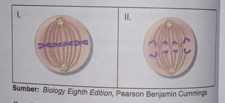 Detail Perhatikan Gambar Pembelahan Sel Berikut Nomer 10